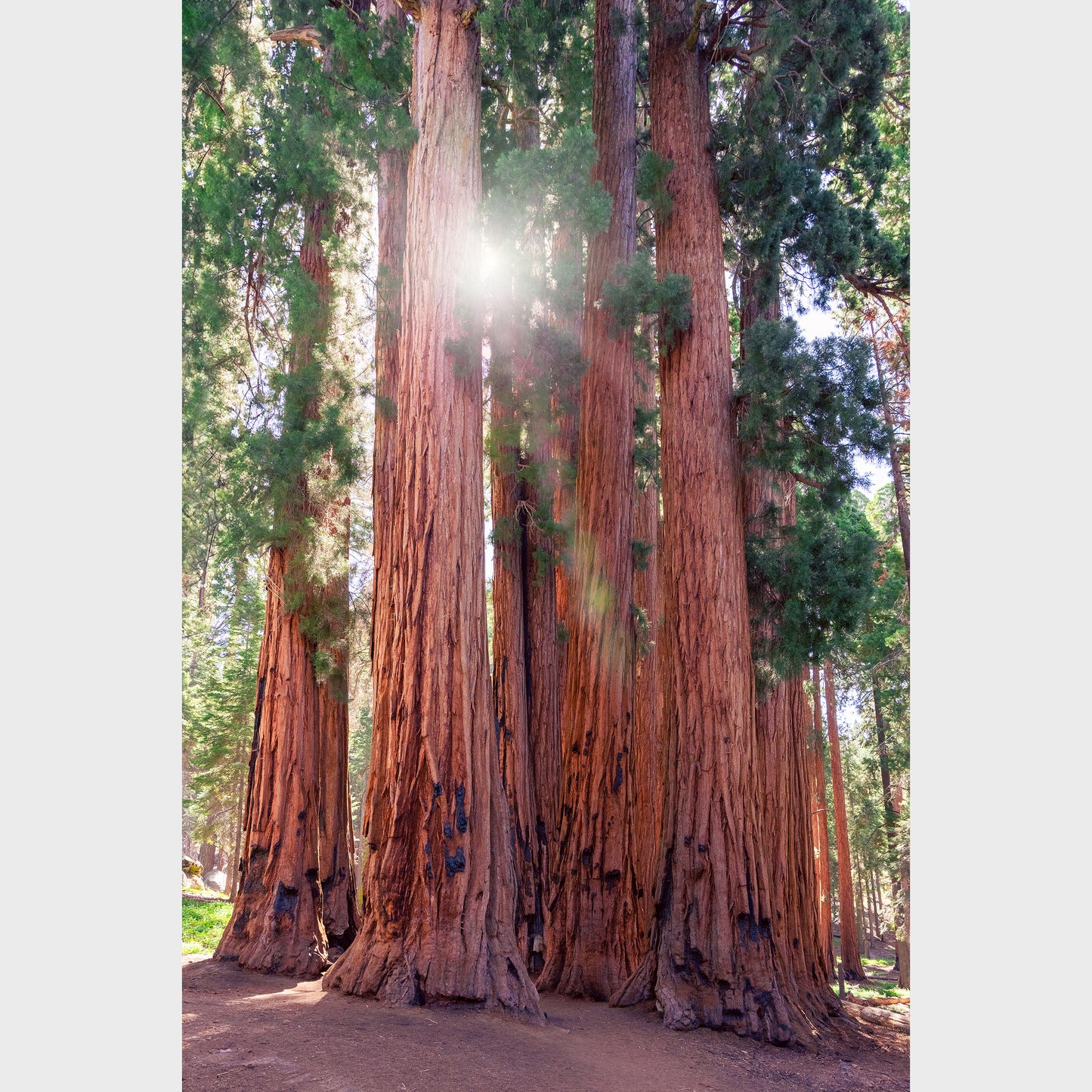 Meeting of the Sequoias