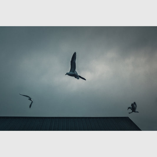 The Birds - Vannopics, Day, Horizontal, Washington