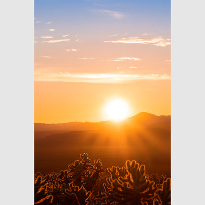 Cholla Sunrise