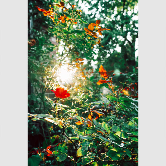 Flowers in the City - Vannopics, Abstract, Detroit, Night, Vertical