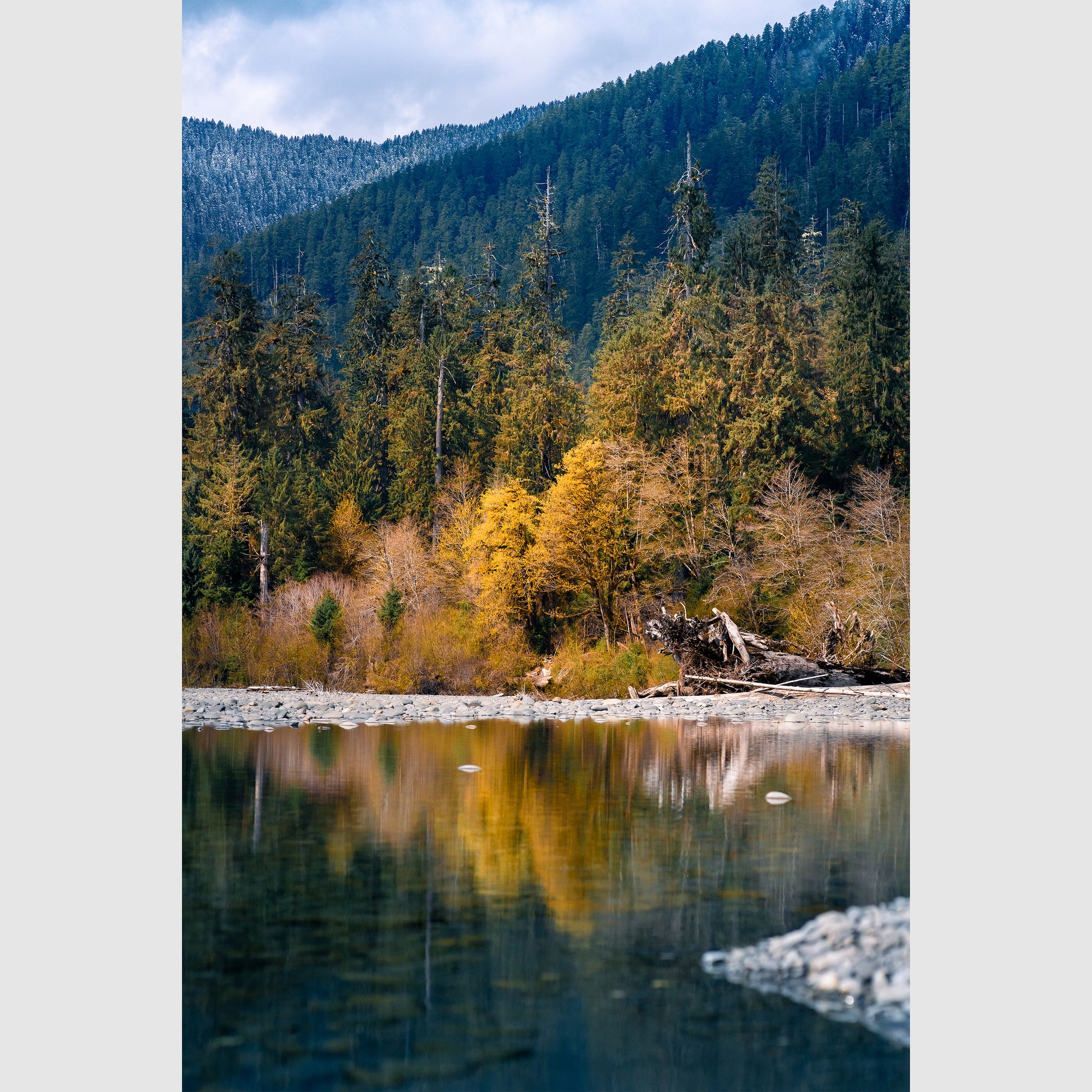 River Dream - Vannopics, Day, Hoh Rain Forest, Olympic National Forest, Vertical, Washington
